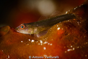 Tiny coral fish_Feb 2024
(Canon100, 1/200,f16,iso100) by Antonio Venturelli 